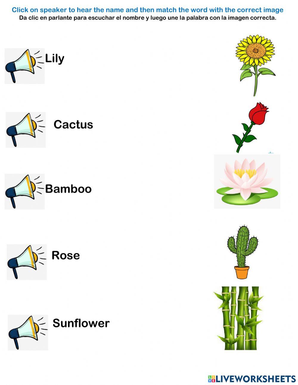 Plant's names
