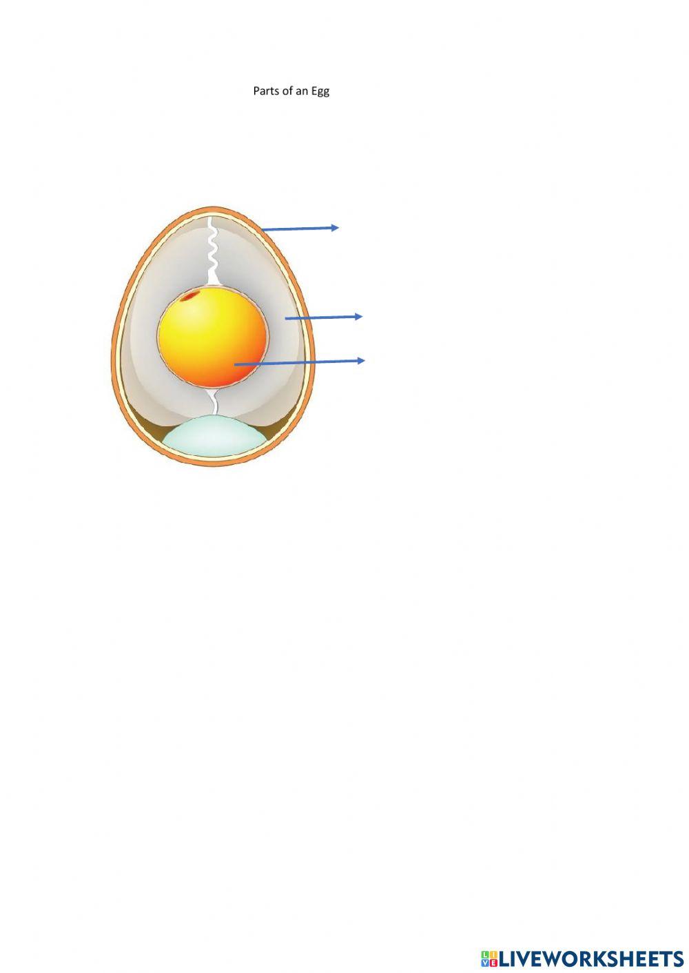 Parts of an Egg | Free Interactive Worksheets | 1432375, image size:1000x1413