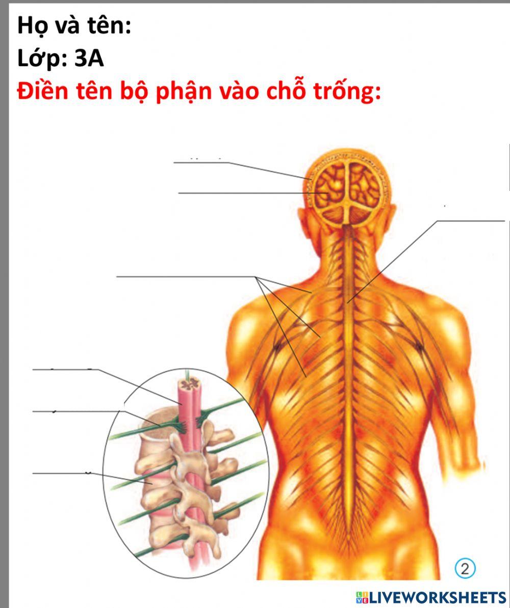 Bài 12: Cơ quan thần kinh