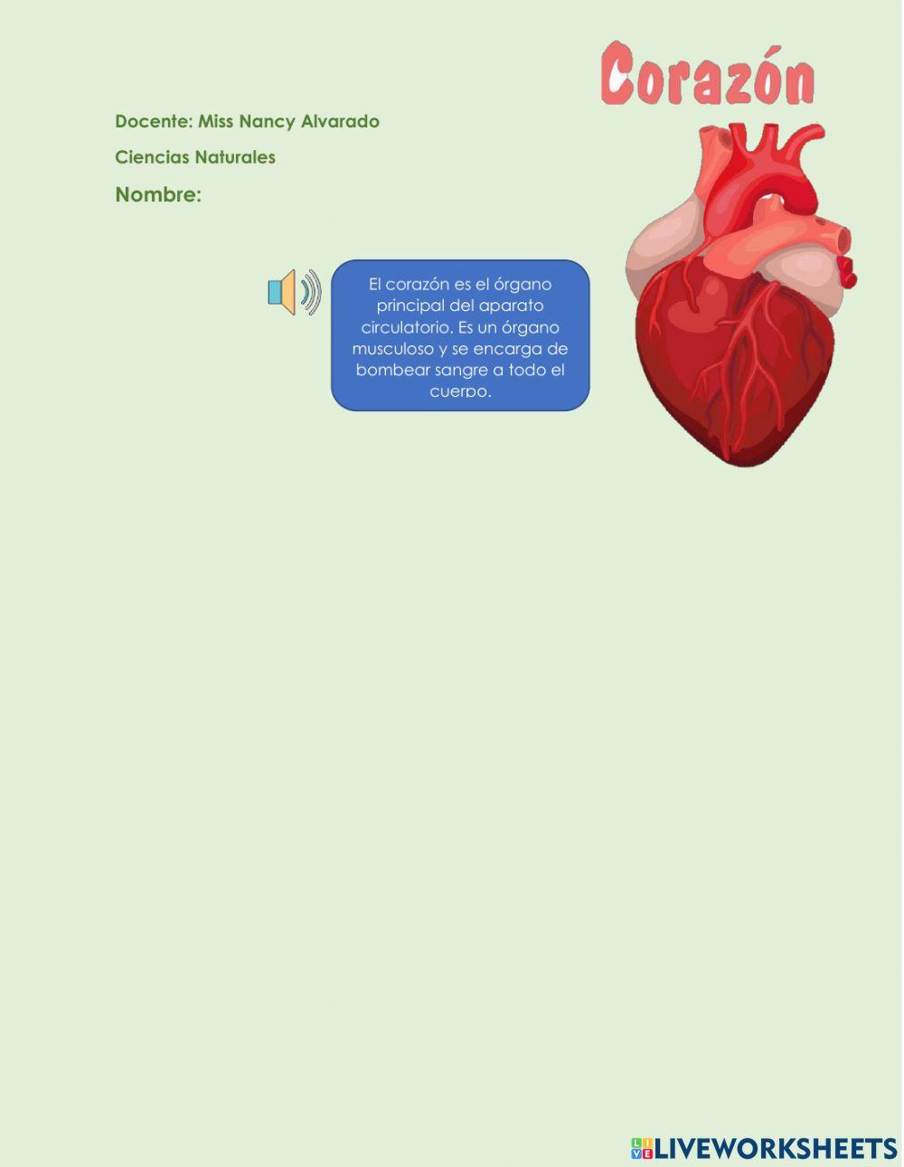 El órgano interno y su funcionamiento