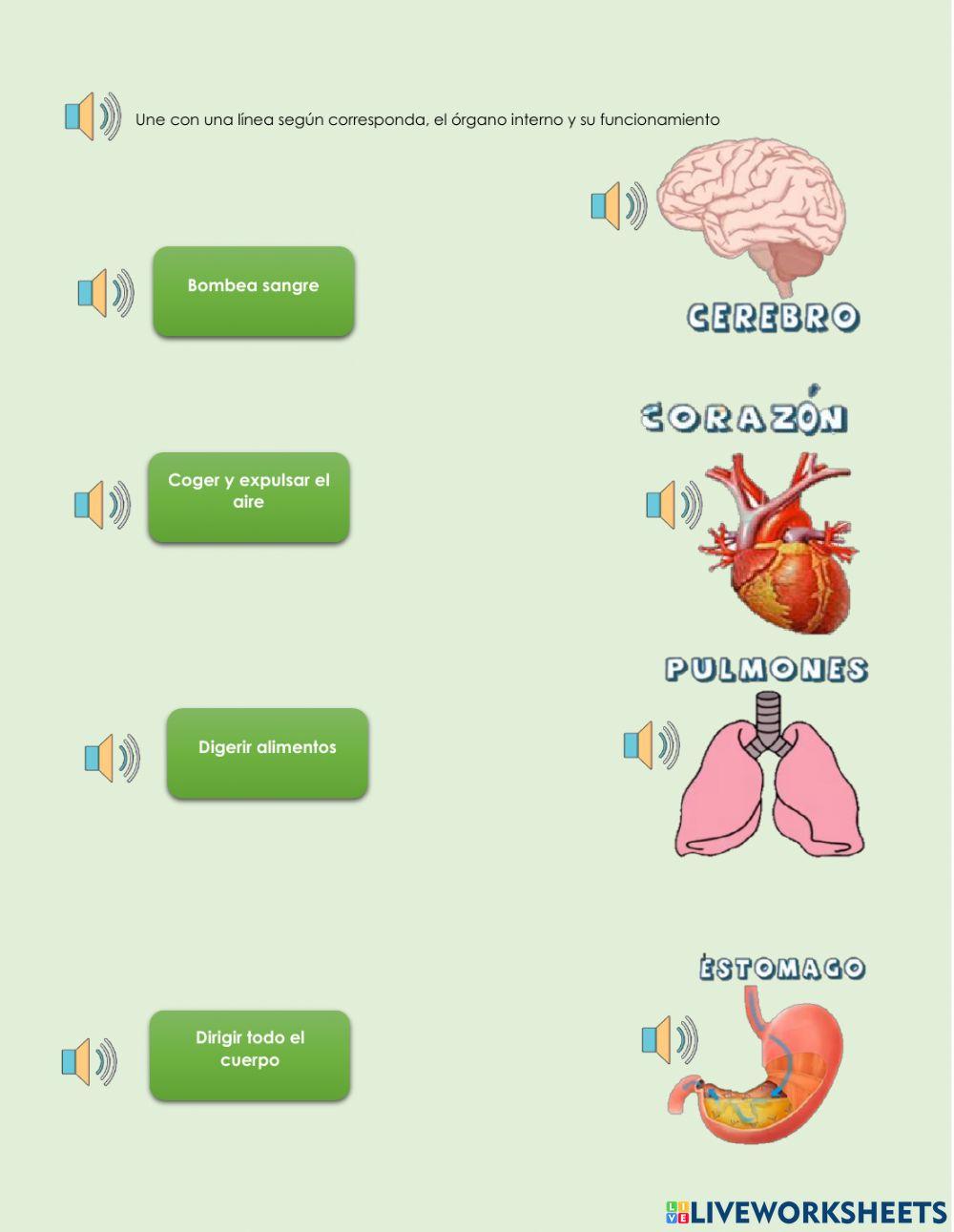 El órgano interno y su funcionamiento