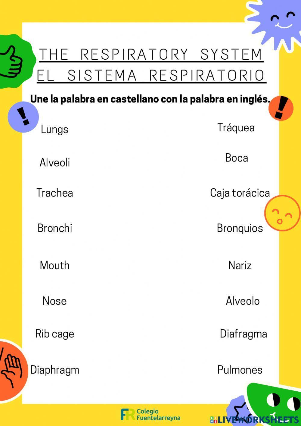 Respiratory sytem