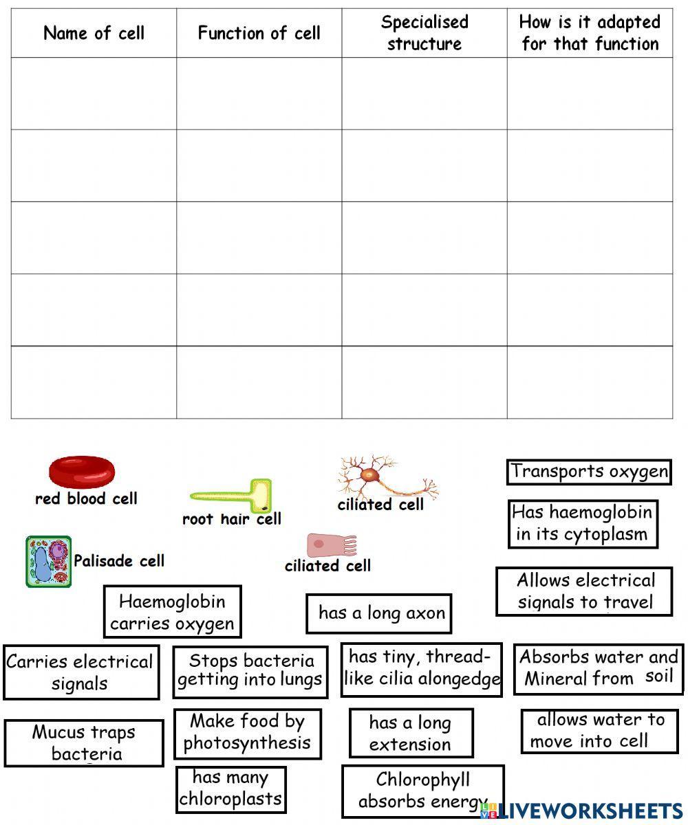 Specialised Cells