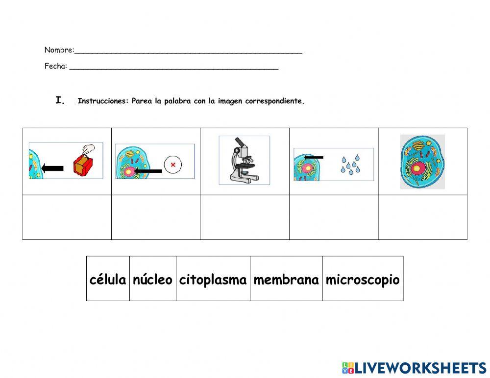 La celula-3 partes - esquema de organización
