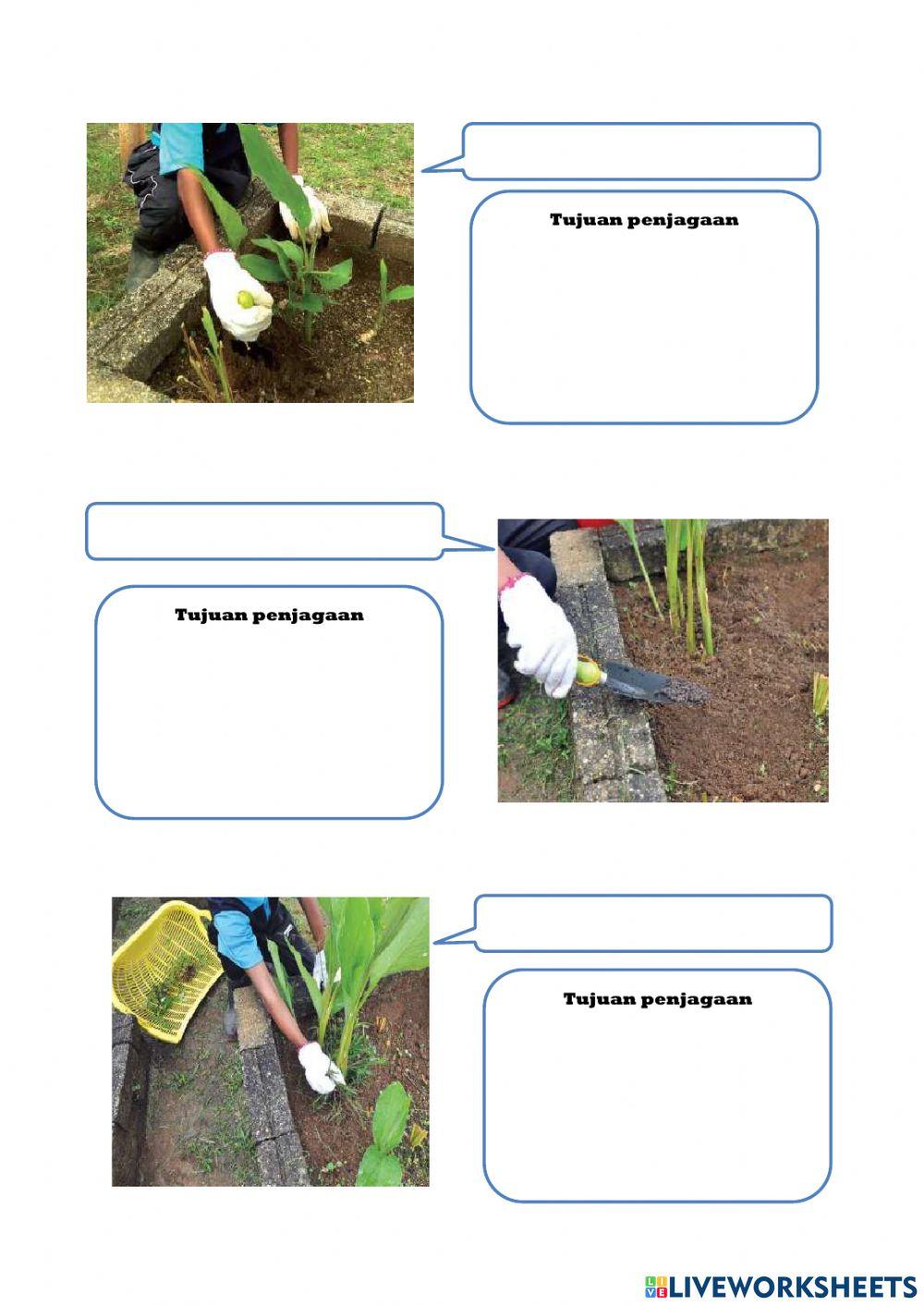 Asas Penjagaan Tanaman