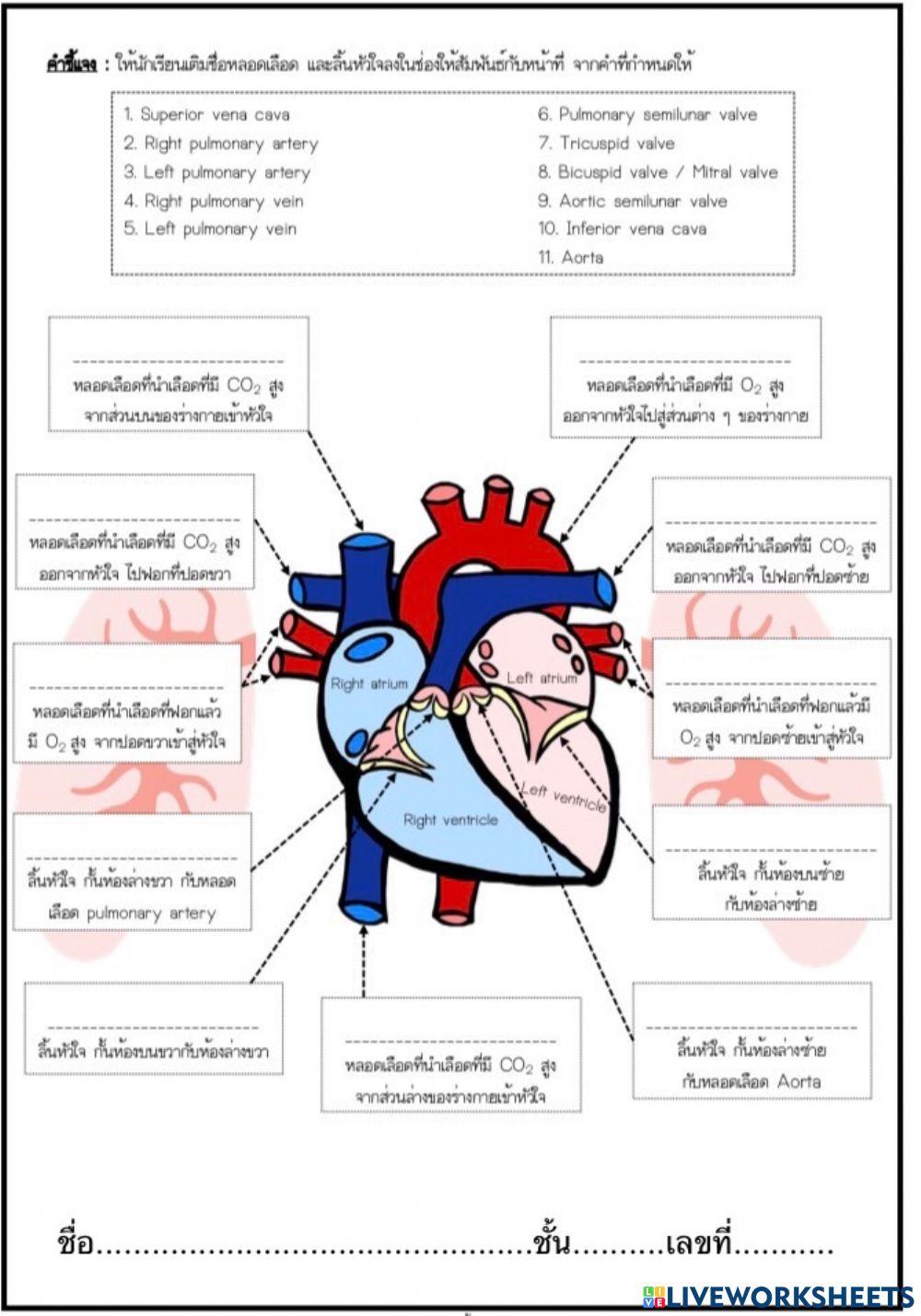 ระบบหมุนเวียนเลือด