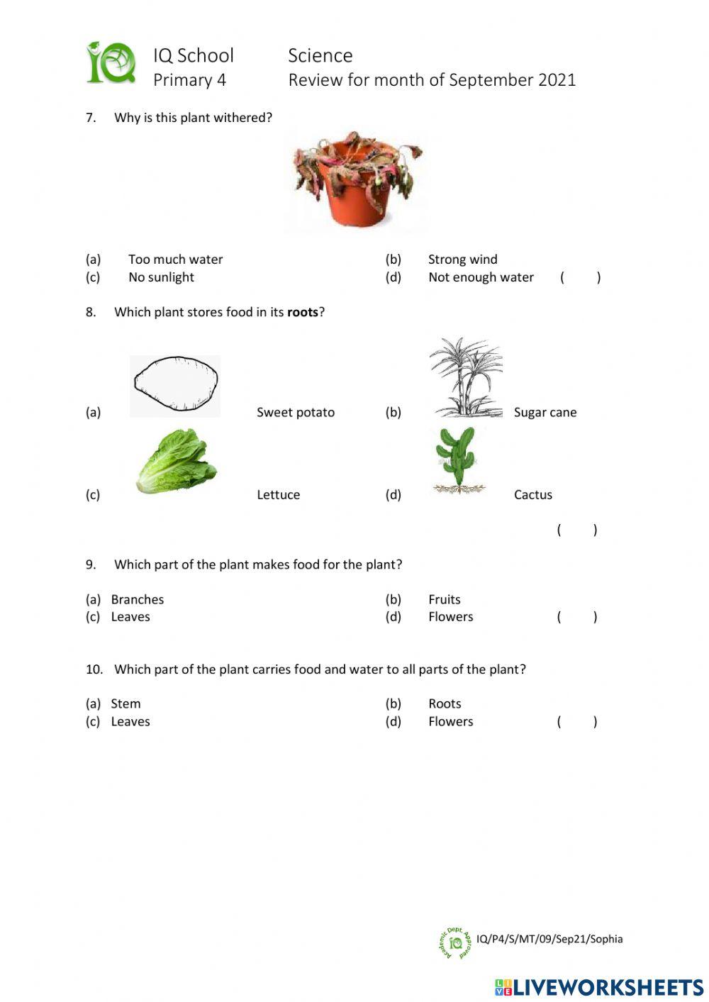 IQ-P4-S-MT-09-Sep21-Sophia