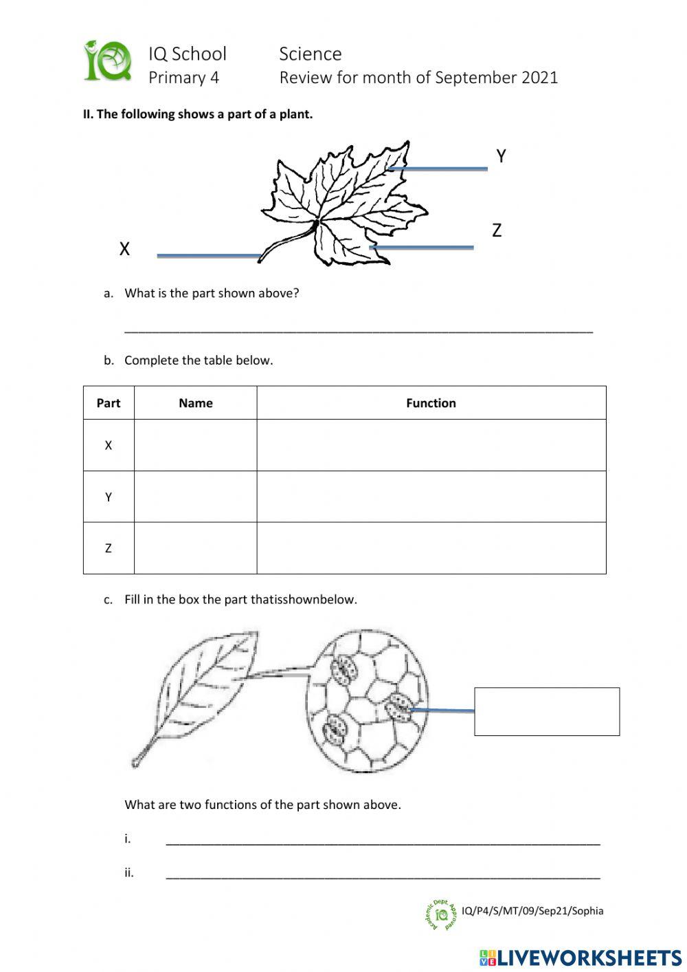 IQ-P4-S-MT-09-Sep21-Sophia