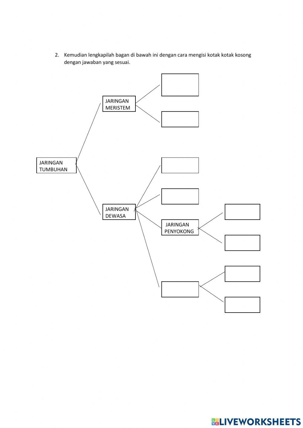 Struktur dan fungsi jaringan tumbuhan