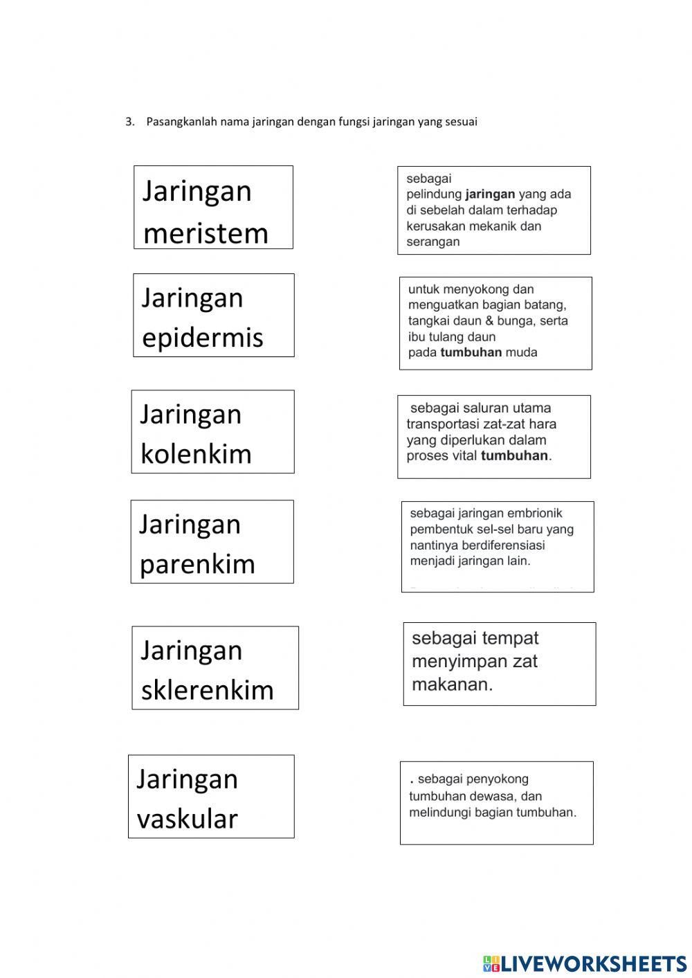 Struktur dan fungsi jaringan tumbuhan