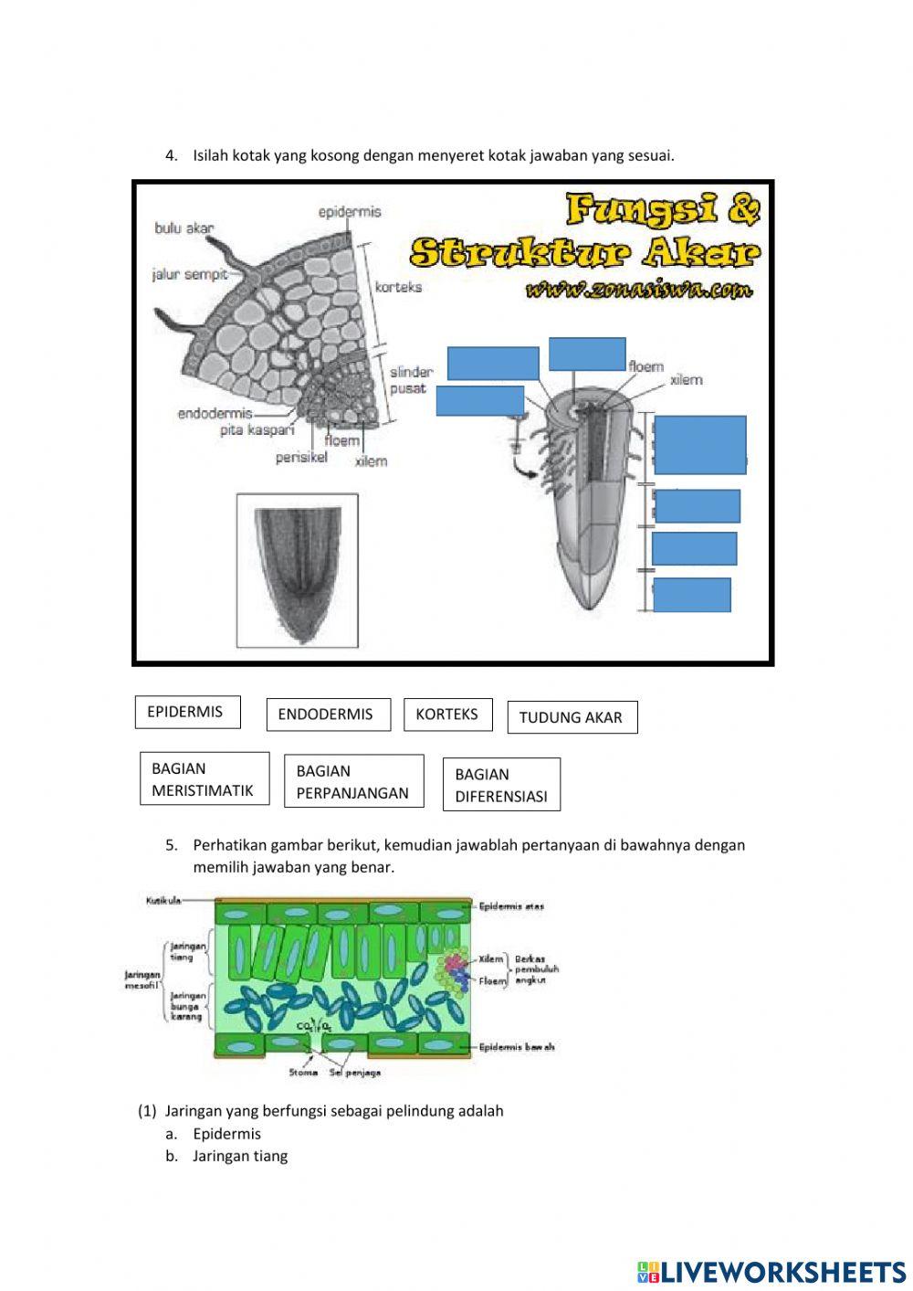 Struktur dan fungsi jaringan tumbuhan