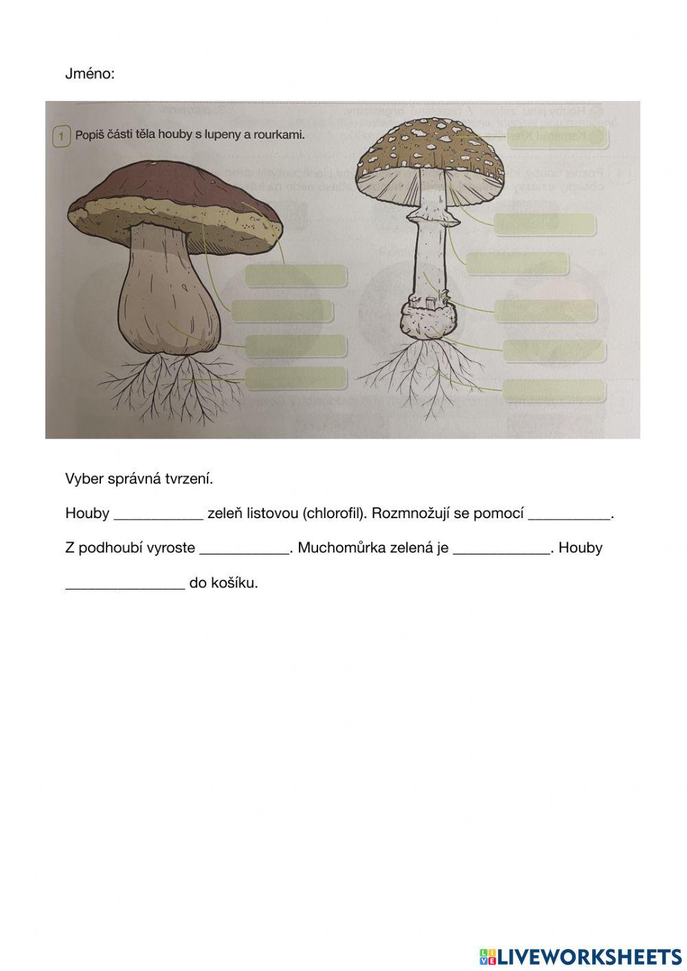 Přv - houby
