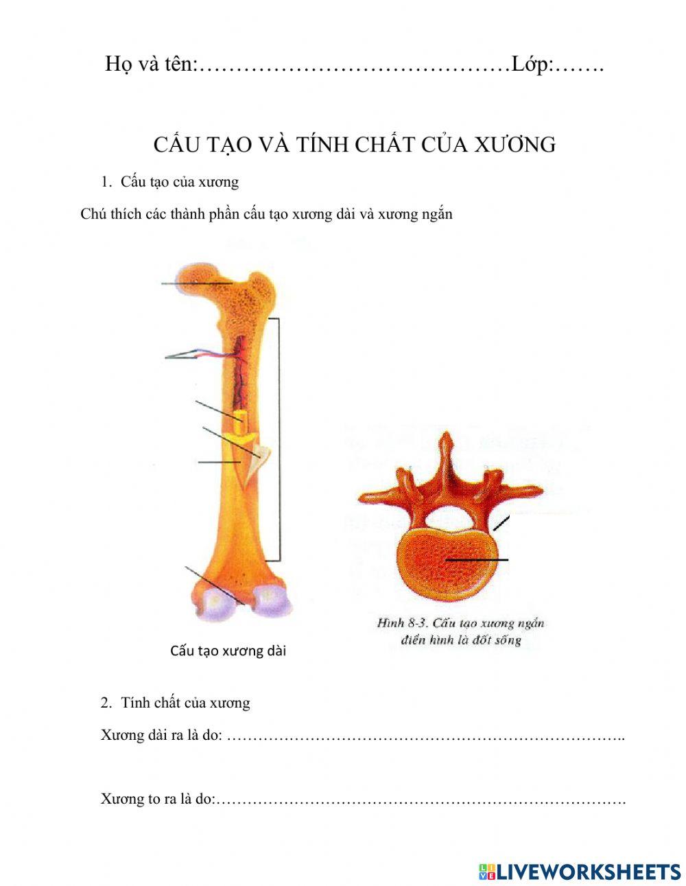 Cáu tạo và tính chât của xương
