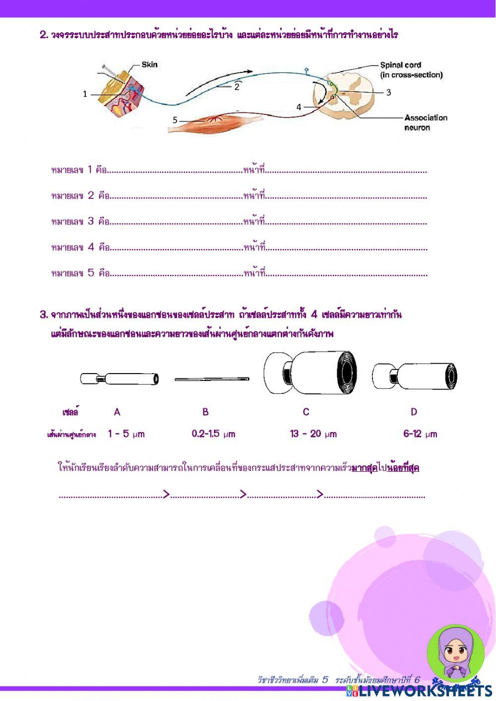 ระบบขับถ่ายและระบบประสาท