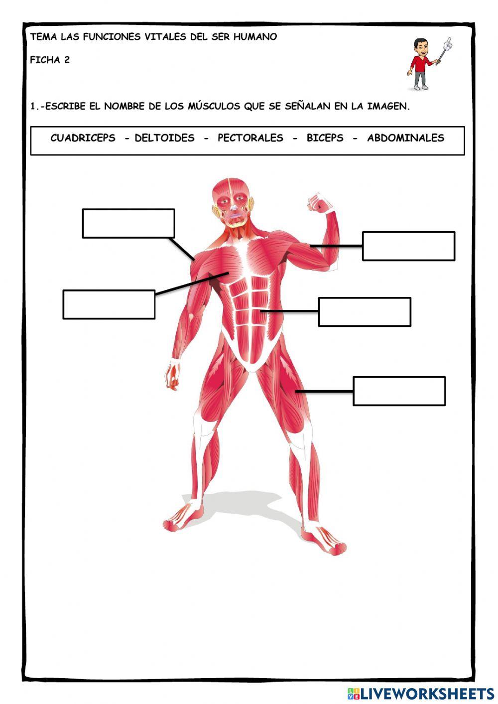 Ficha 2: Funciones vitales del ser humano