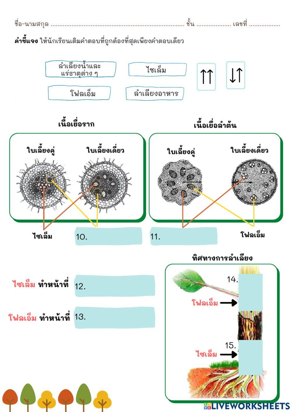 ใบกิจกรรมที่ 1 ธาตุอาหารพืชและการลำเลียงในพืช