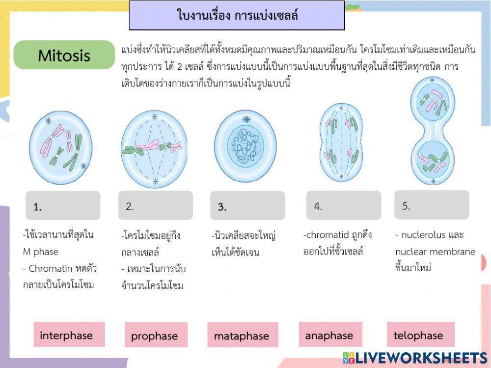ใบงานการแบ่งเซลล์