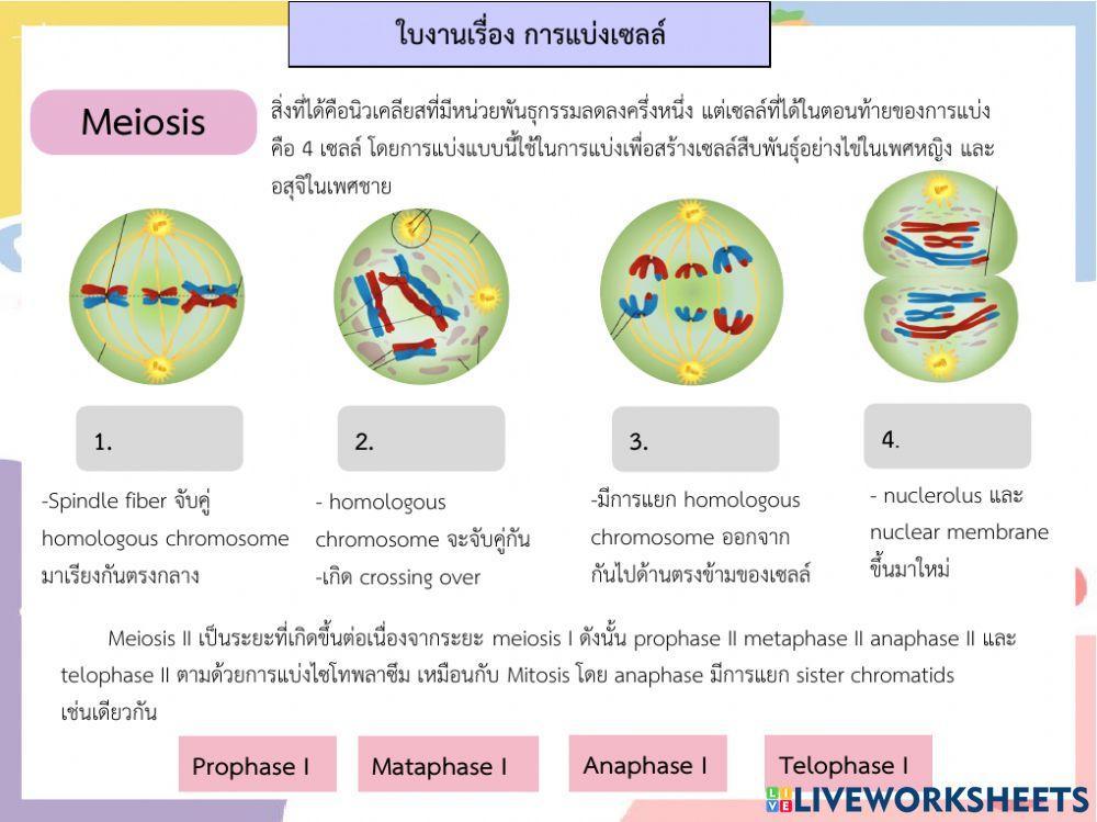 ใบงานการแบ่งเซลล์