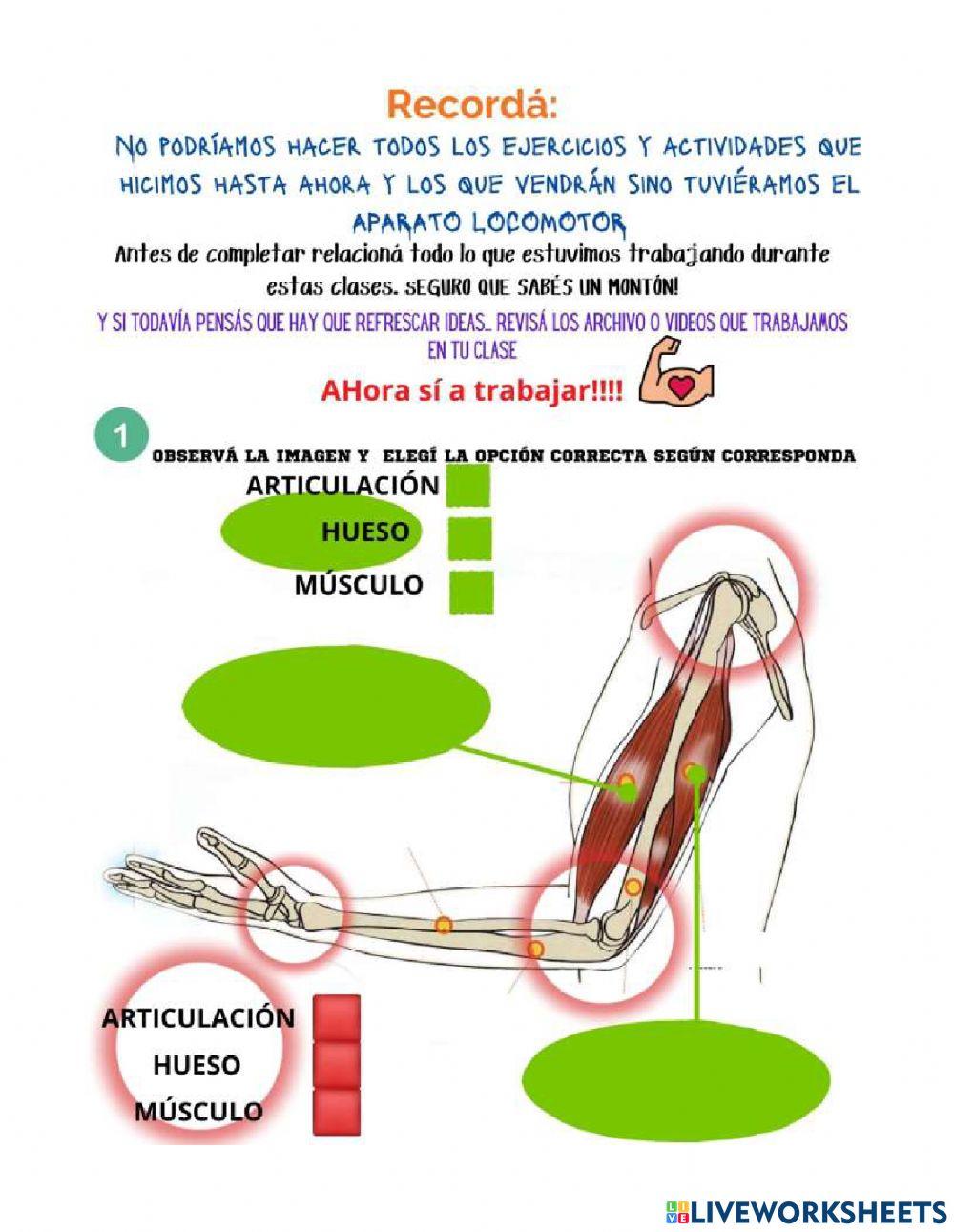 Sistema Oseoartromuscular