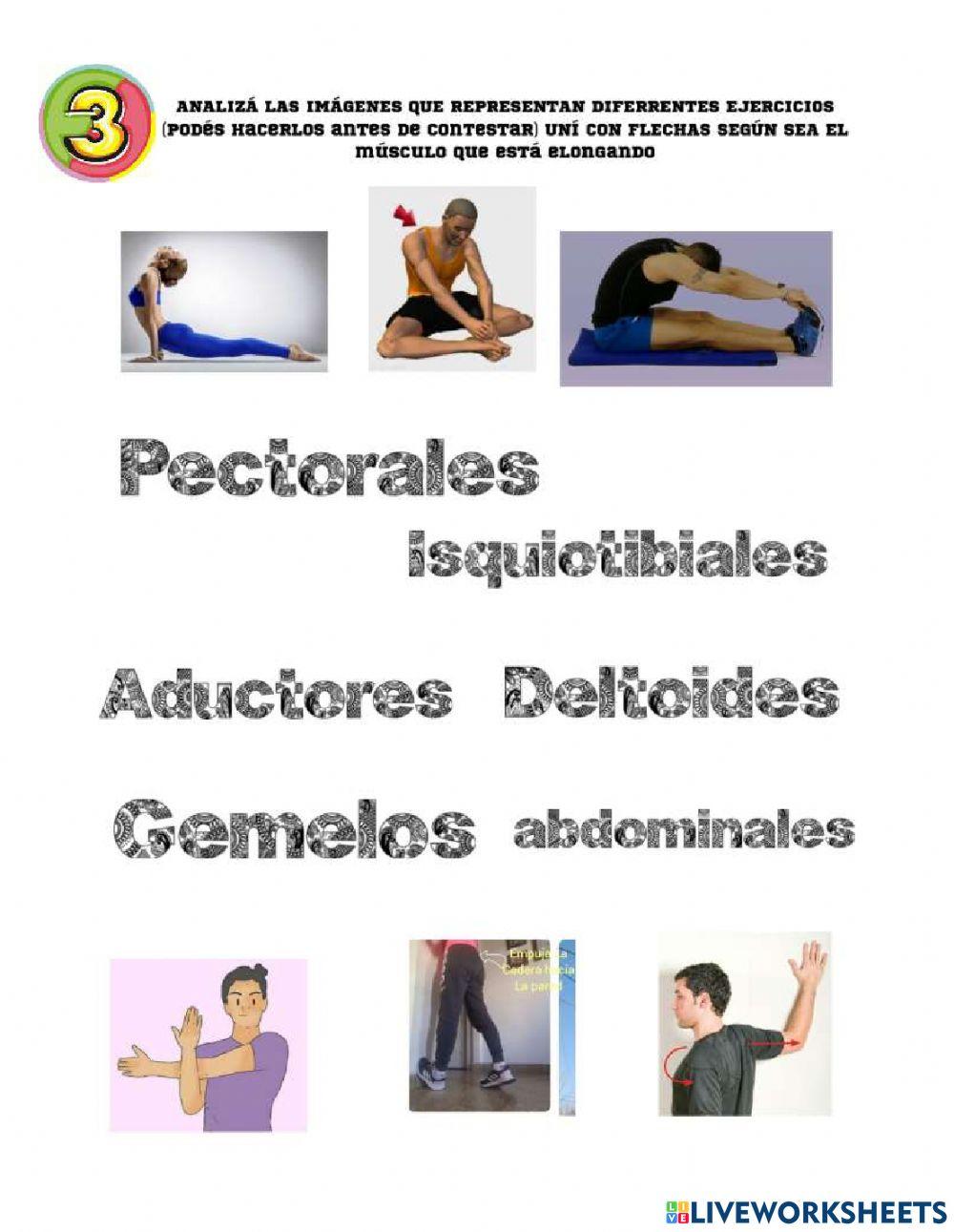 Sistema Oseoartromuscular