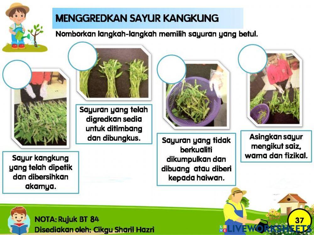 Penggredan kangkung