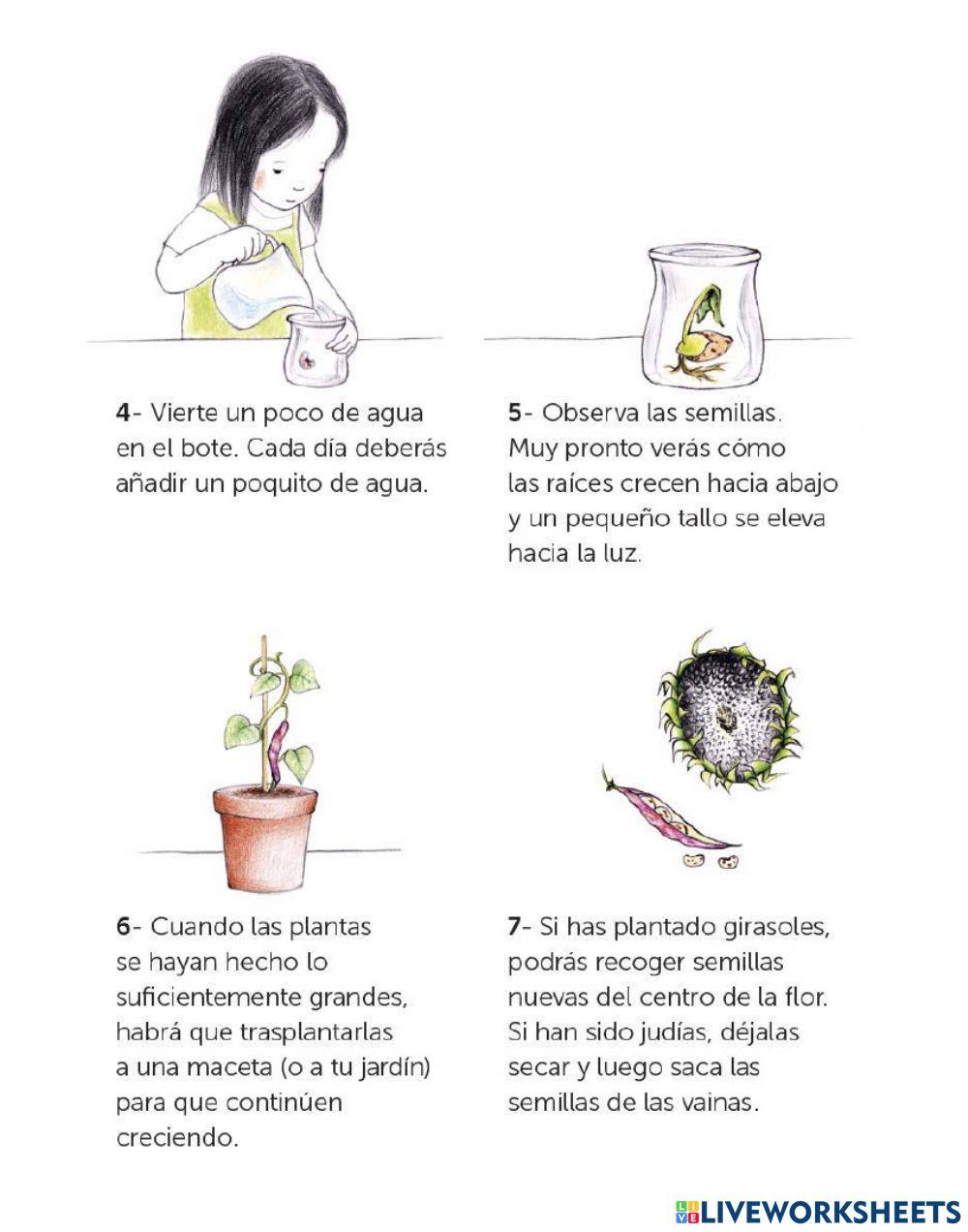 Emma y los girasoles