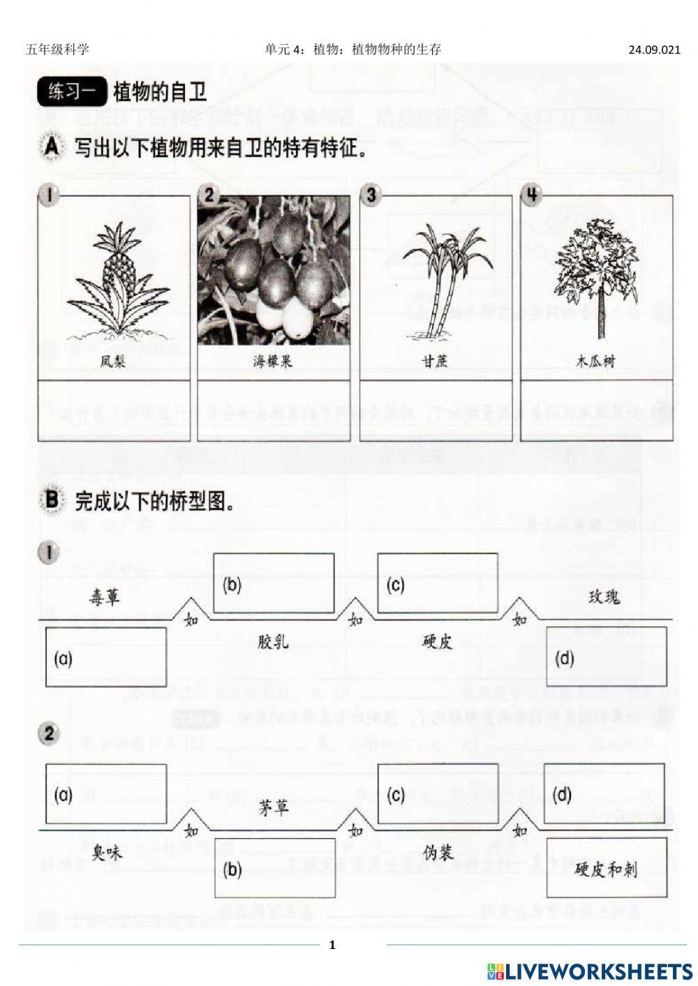 植物