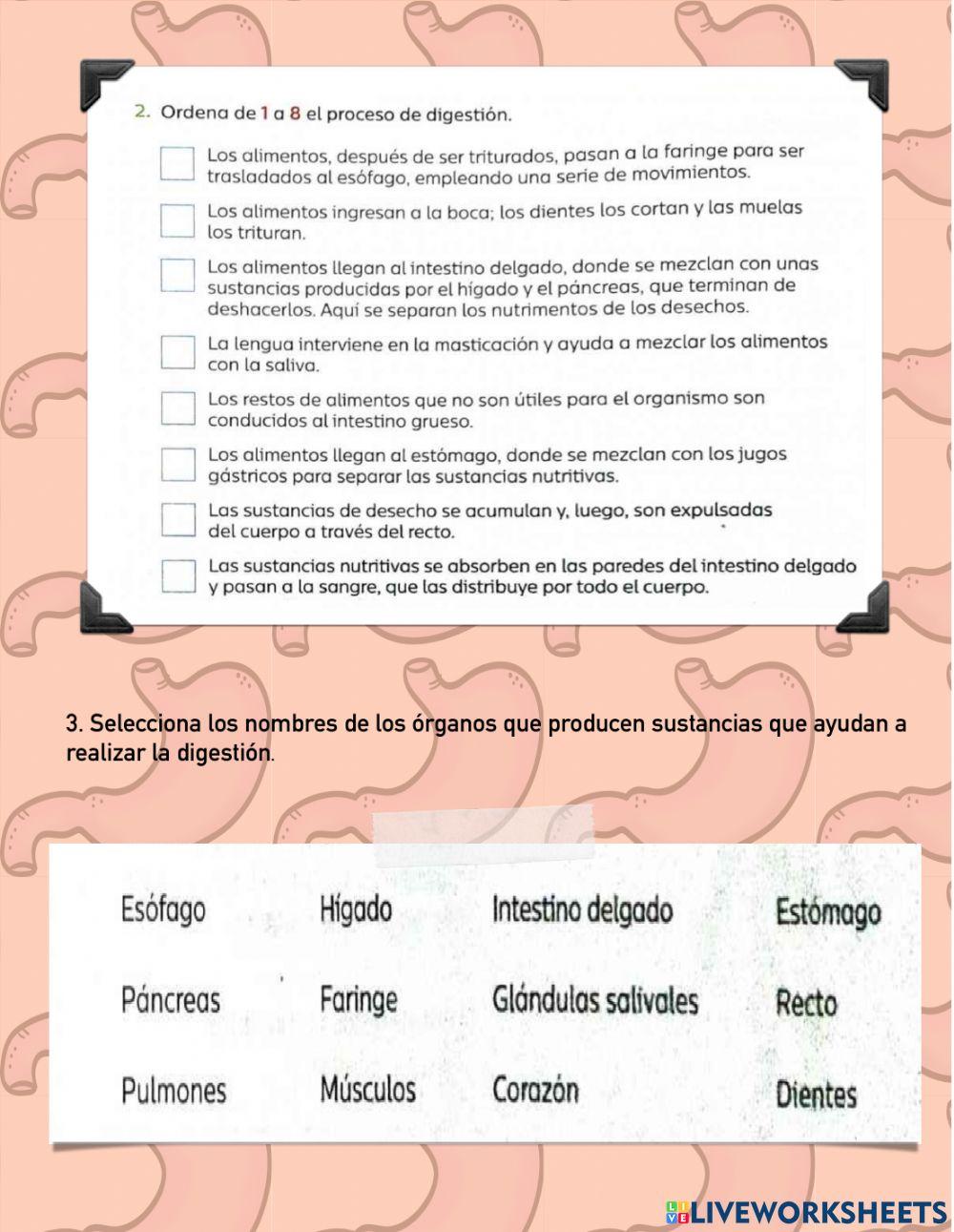 El sistema digestivo