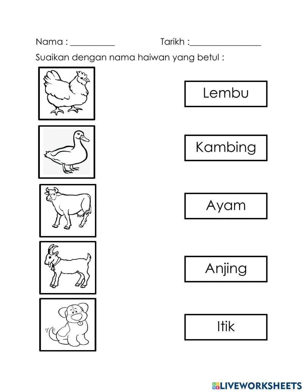 Haiwan Jinak | Koila a/p Kuppan