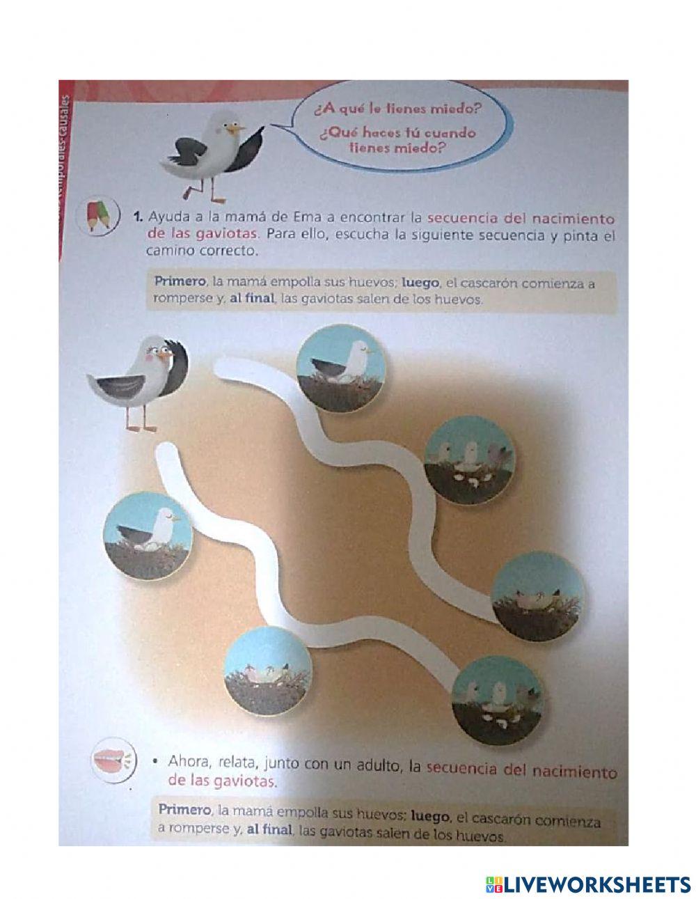 Cuento Ema la gaviota temerosa