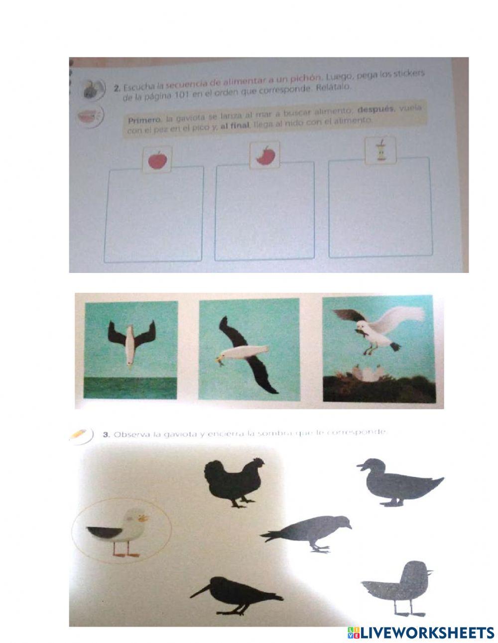 Cuento Ema la gaviota temerosa