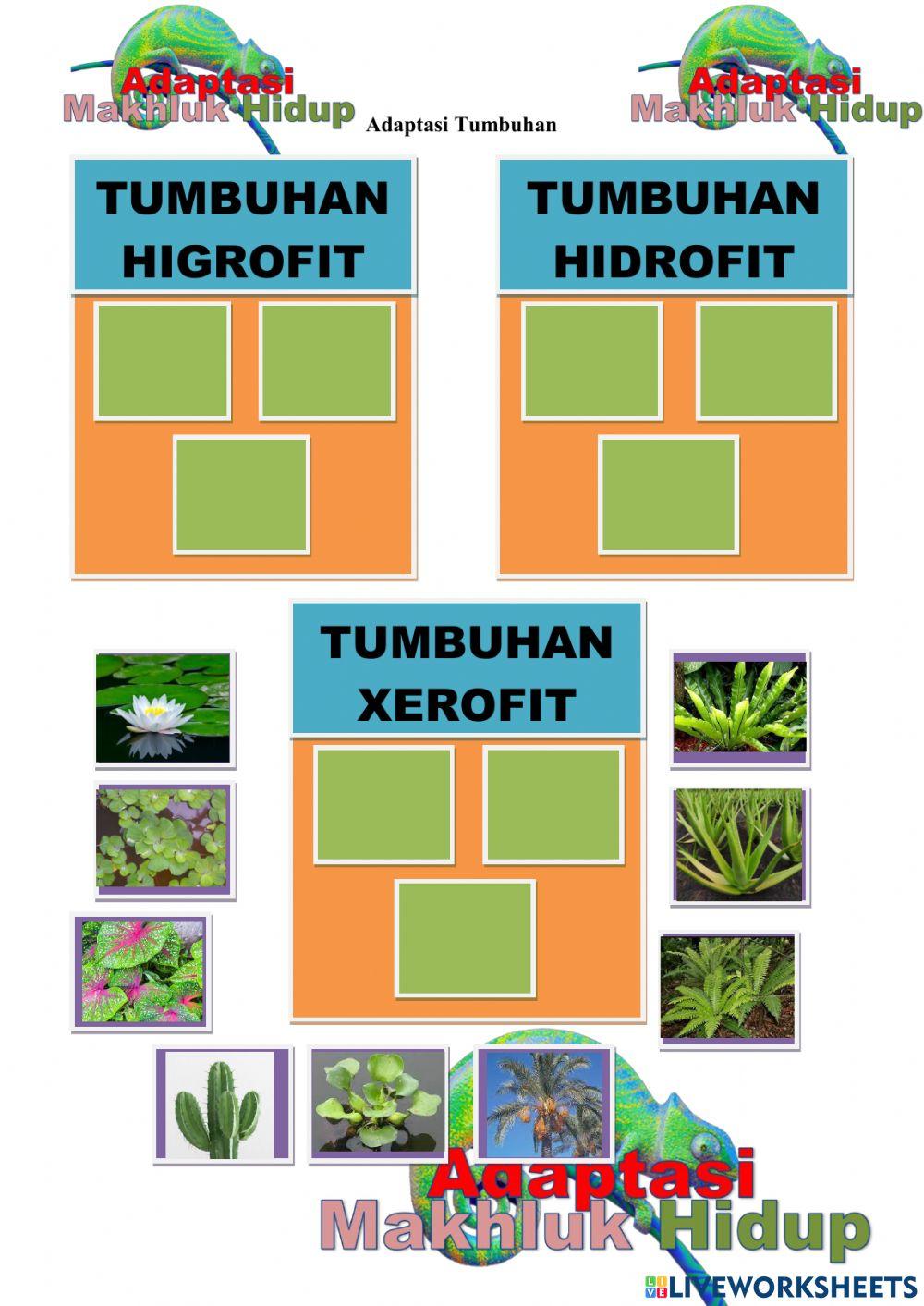 Adaptasi Mahluk Hidup
