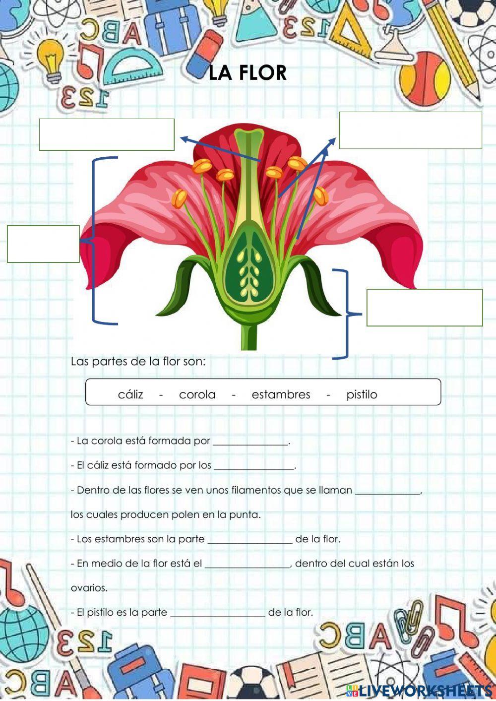 La flor y sus partes