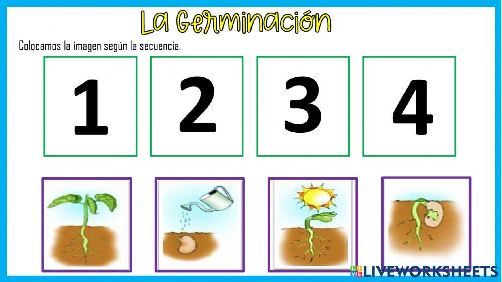 La germinación