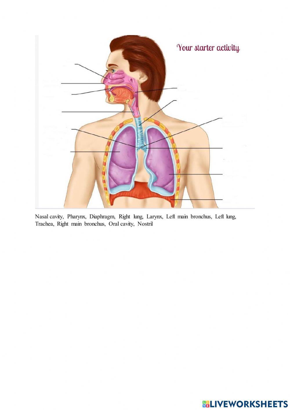 Respiratory system