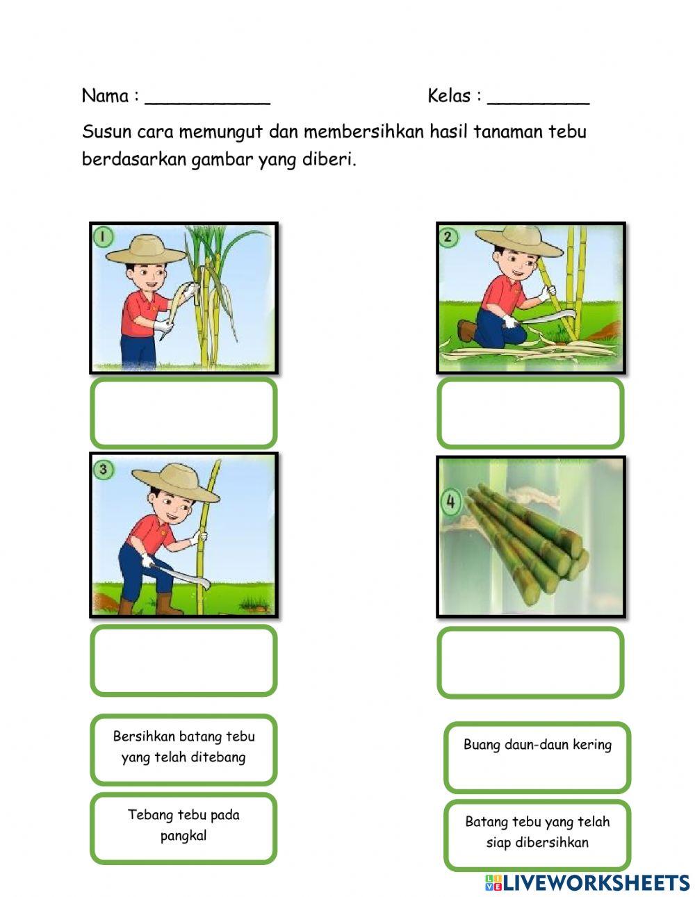 Cara memungut dan membersihkan hasil tanaman