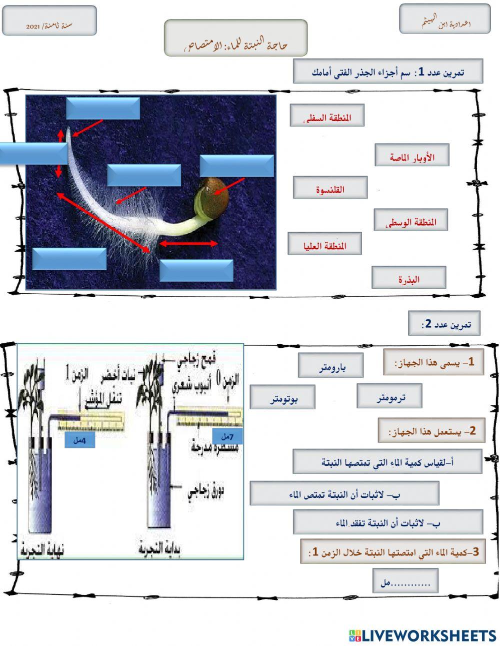 الامتصاص عند النبات الاخضر
