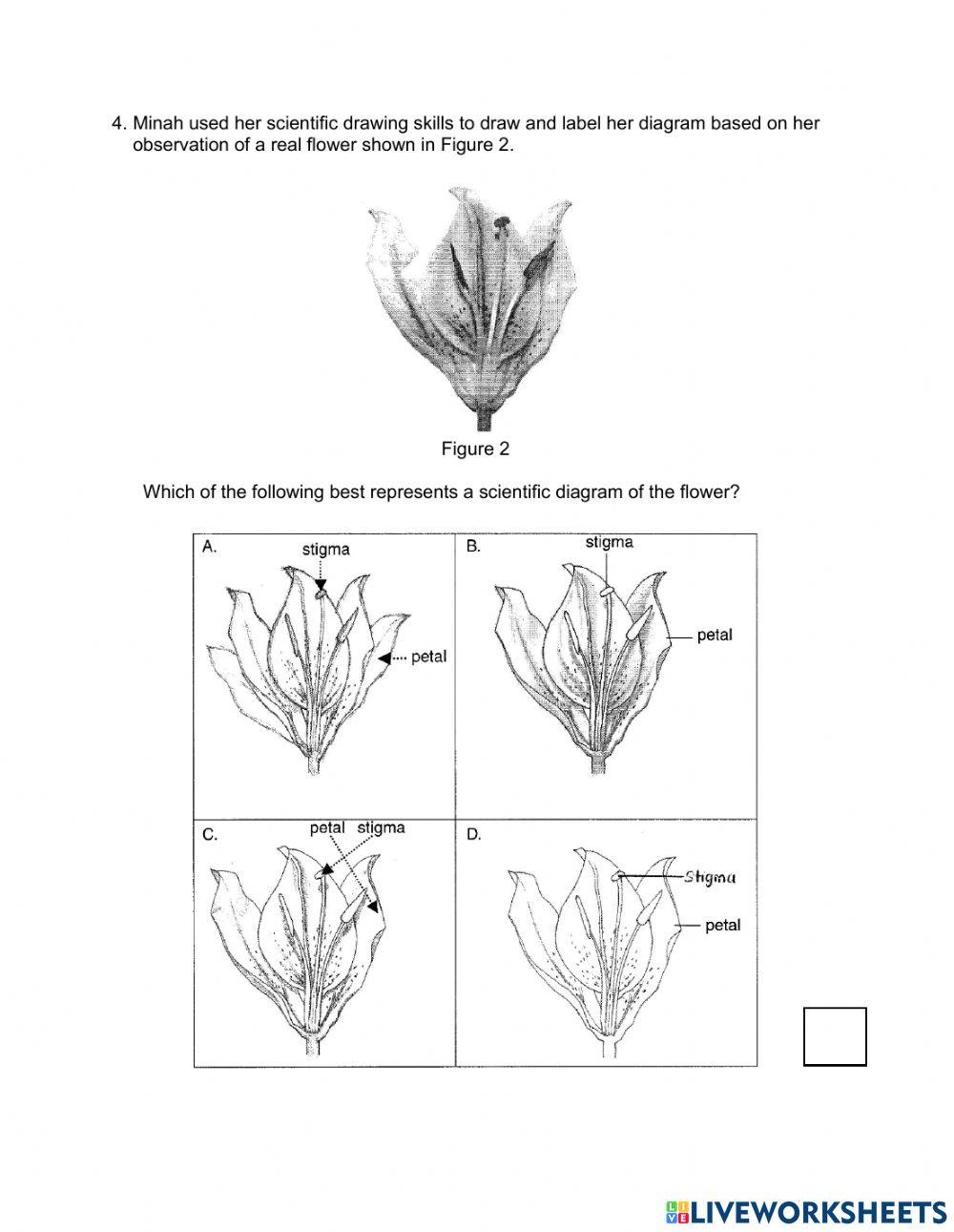 Exercise 15.7 (parts of a flower part 2)