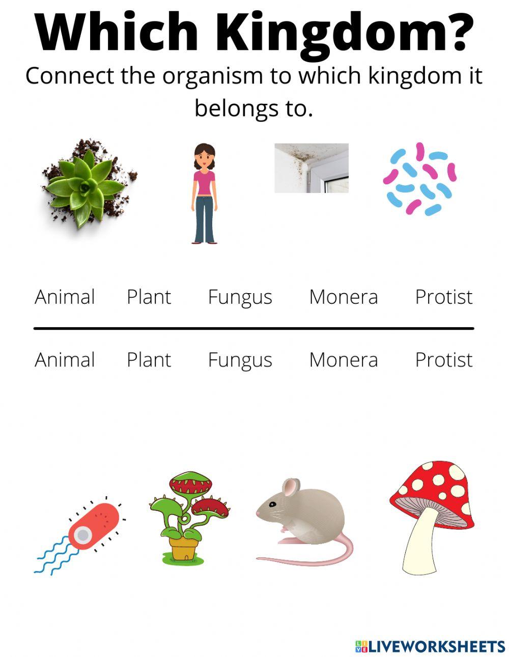 Which kingdom Which kingdom
