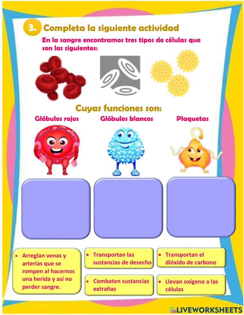 Sistema circulatorio