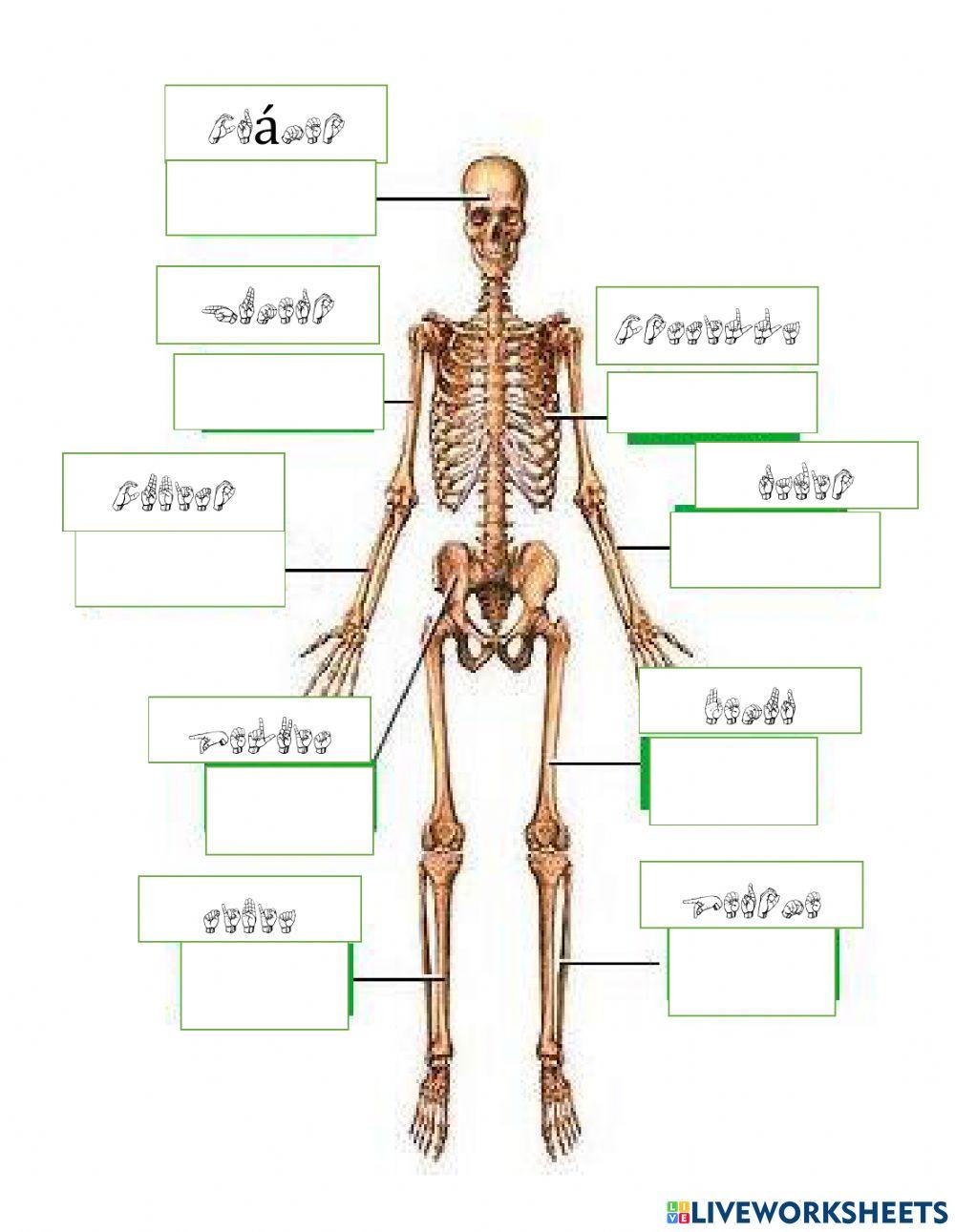 Sistemas, respiratorio,circulatorio,oseo,muscular. en LSB