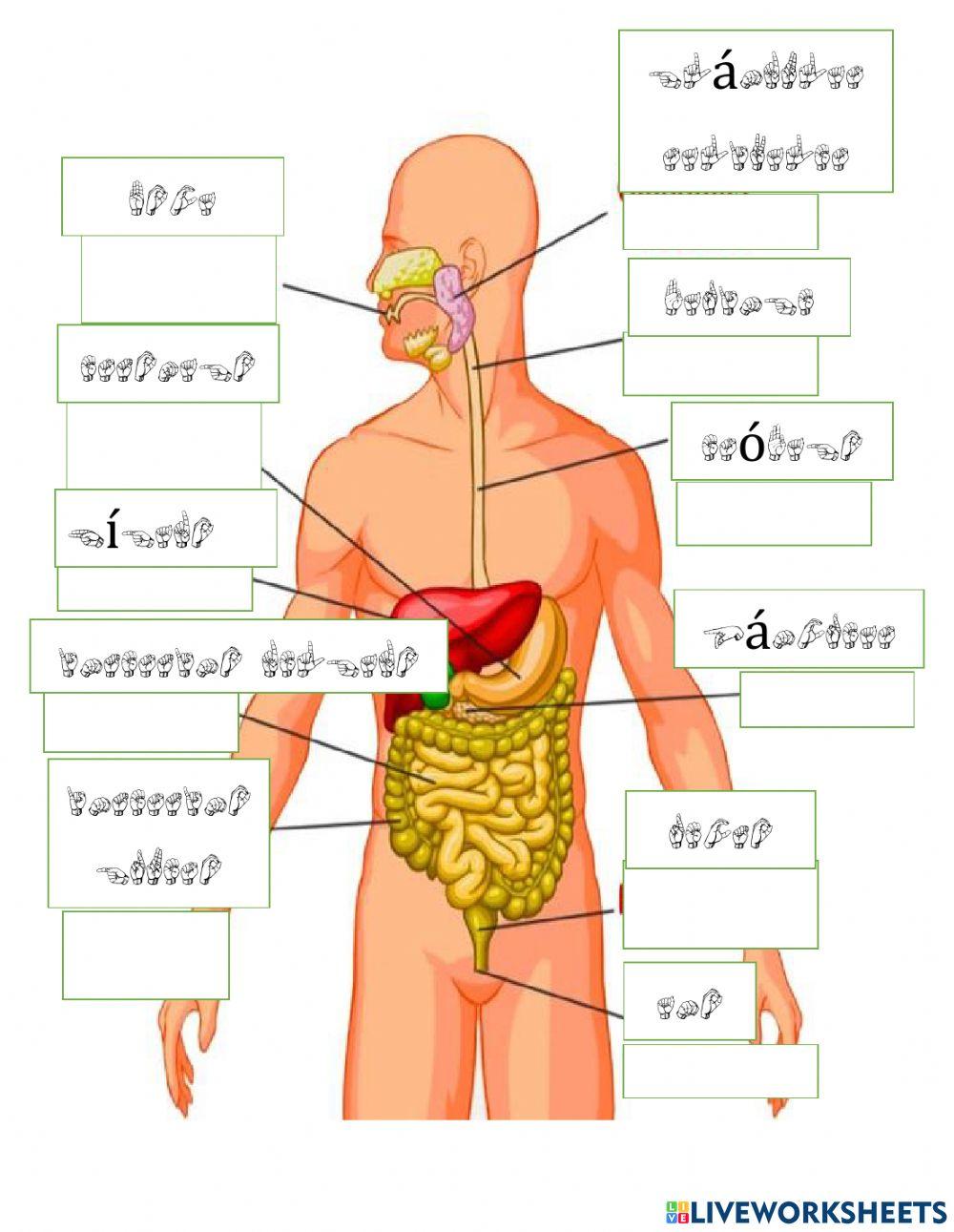 Sistemas, respiratorio,circulatorio,oseo,muscular. en LSB