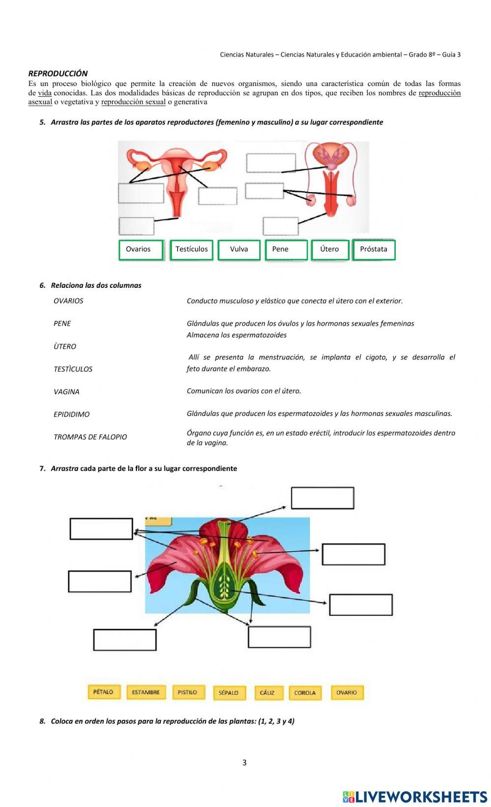 Guía 3 refuerzo ciencias naturales grado 8°
