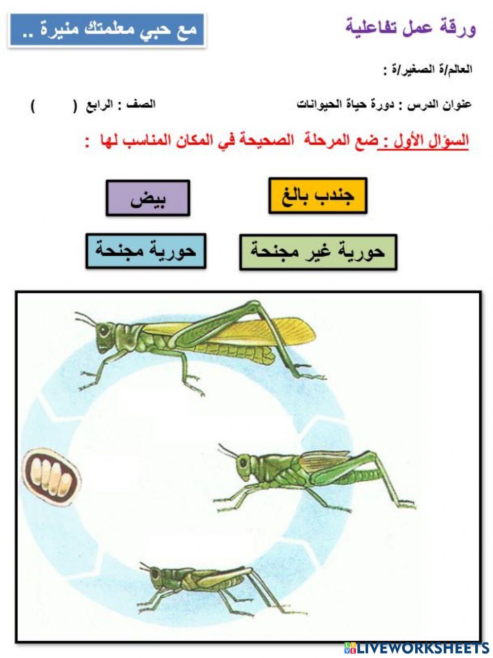 التحول الناقص