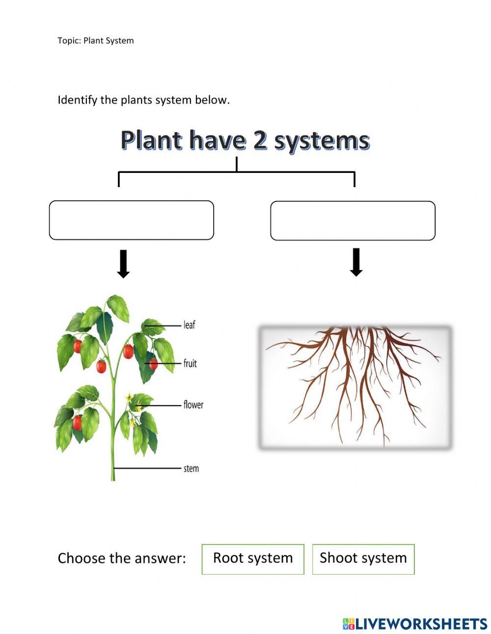 Parts of the root