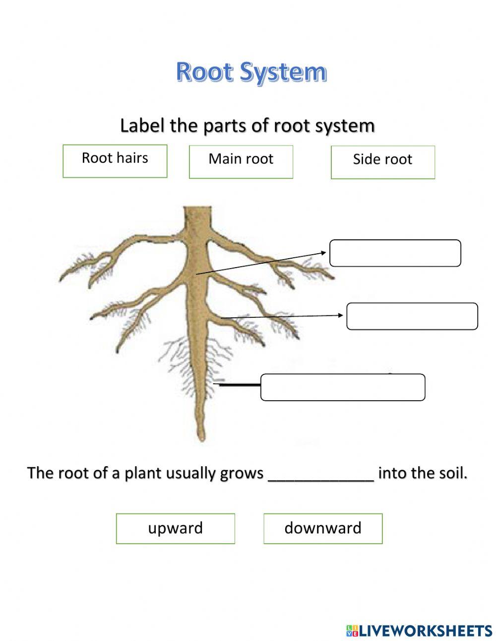 Parts of the root