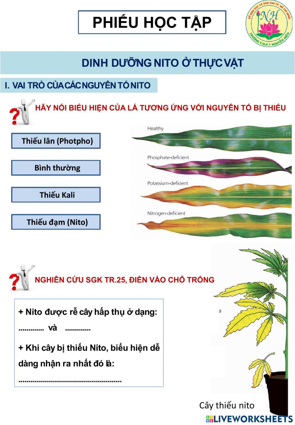 Bài 5,6 Dinh dưỡng nito ở thực vật