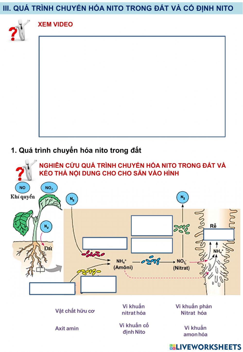 Bài 5,6 Dinh dưỡng nito ở thực vật