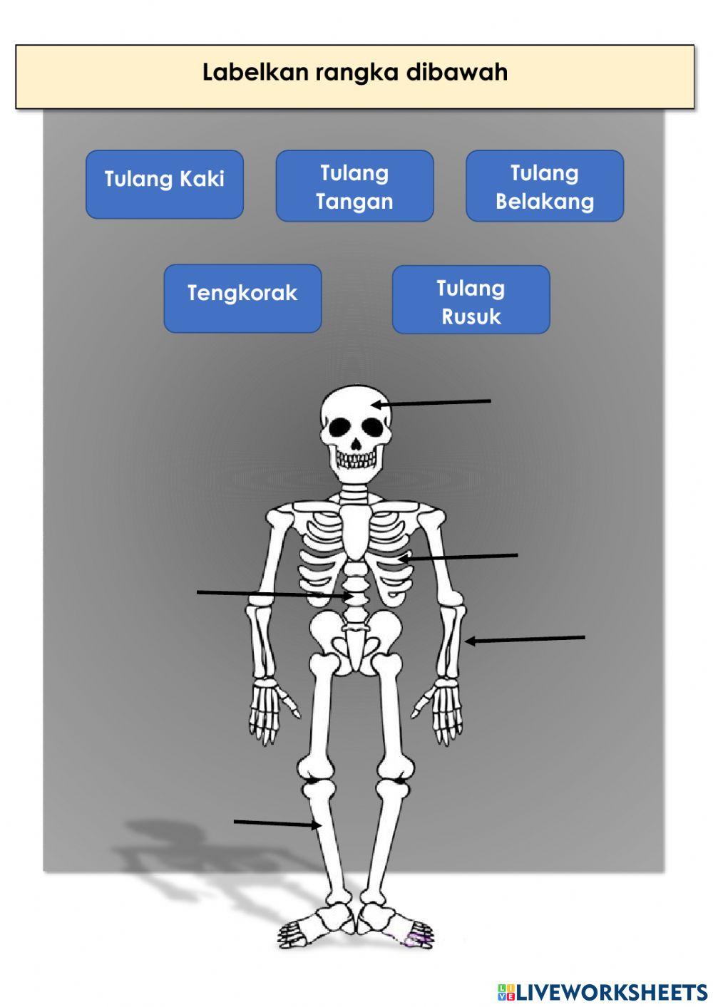 Sistem rangka dan sendi