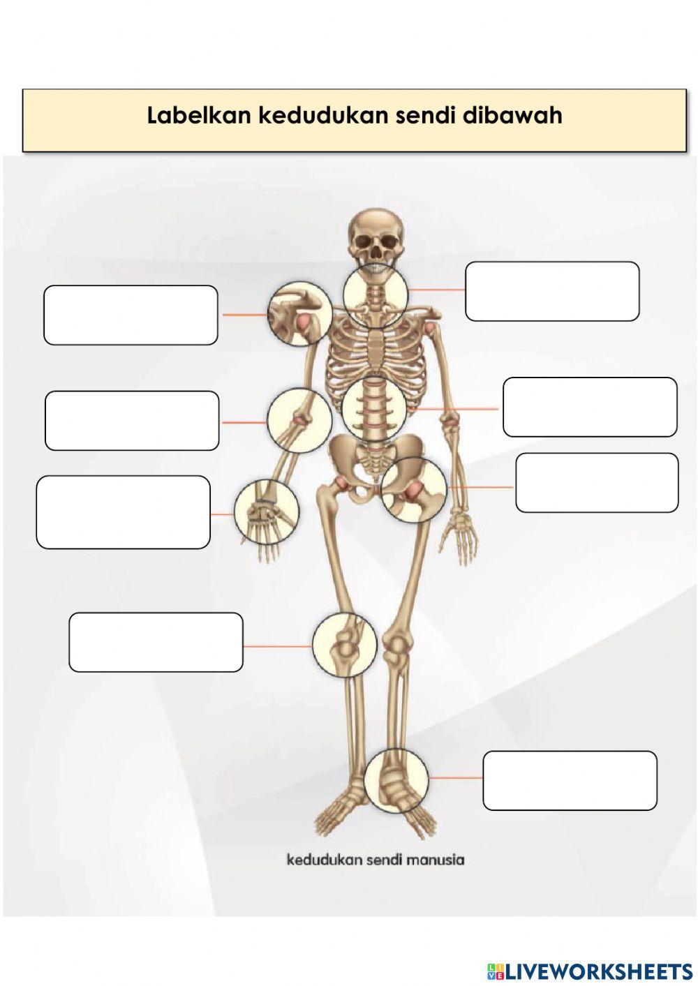 Sistem rangka dan sendi